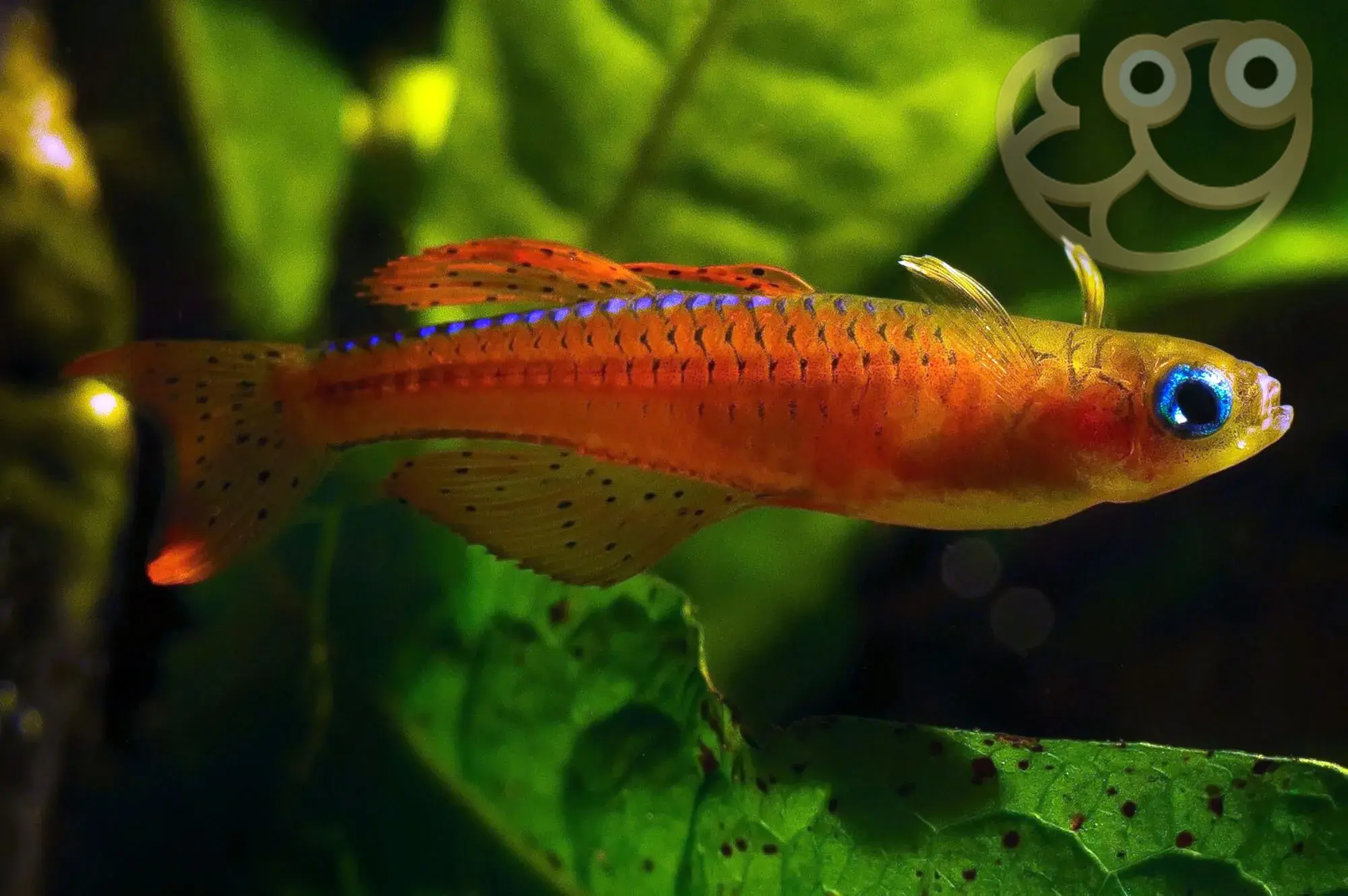 橘虹燕子鱼 (Red Neon Blue Eye Rainbowfish) - Pseudomugil luminatus