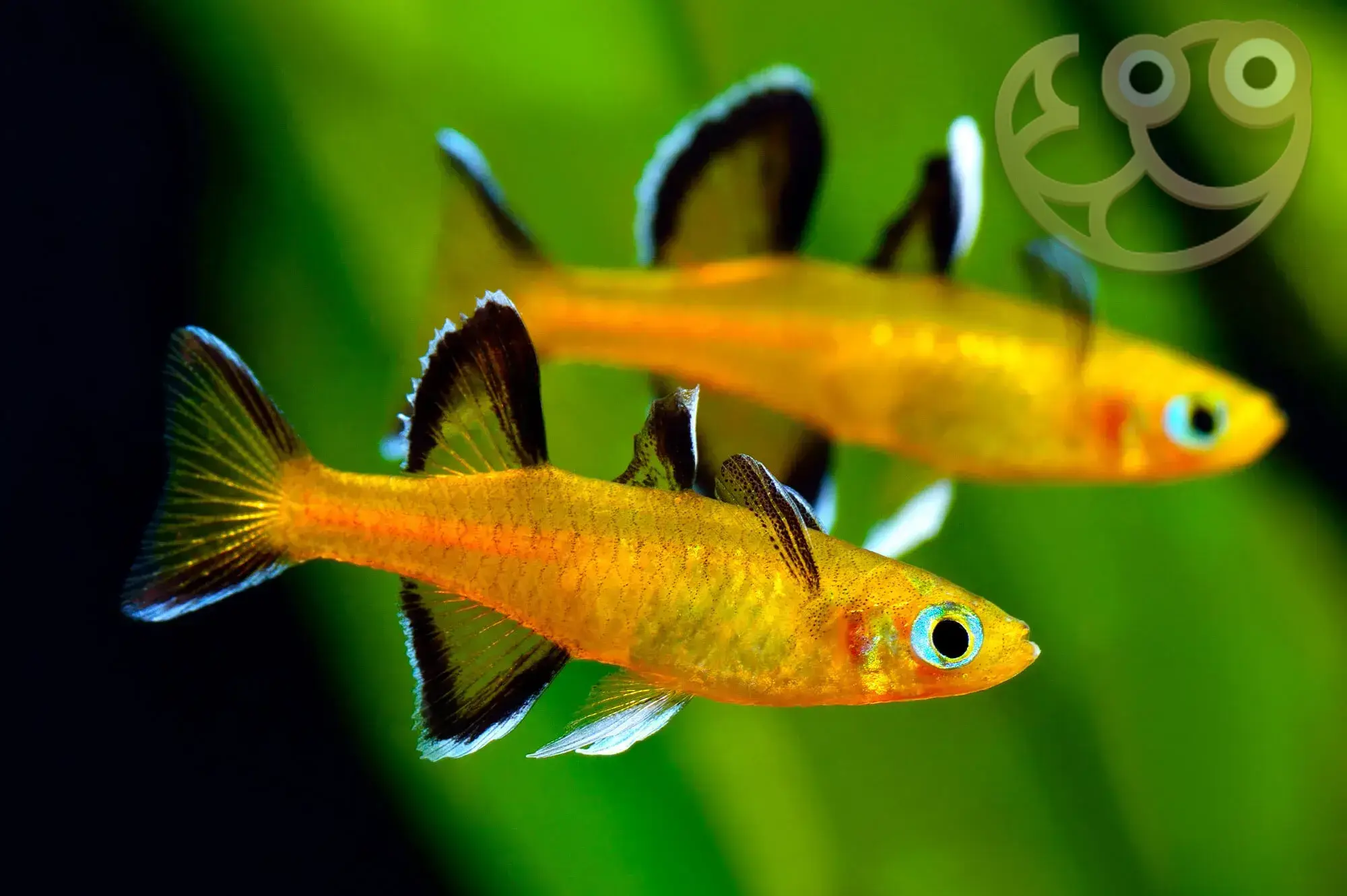 甜心燕子鱼 (Honey Blue Eye Rainbowfish) - Pseudomugil mellis