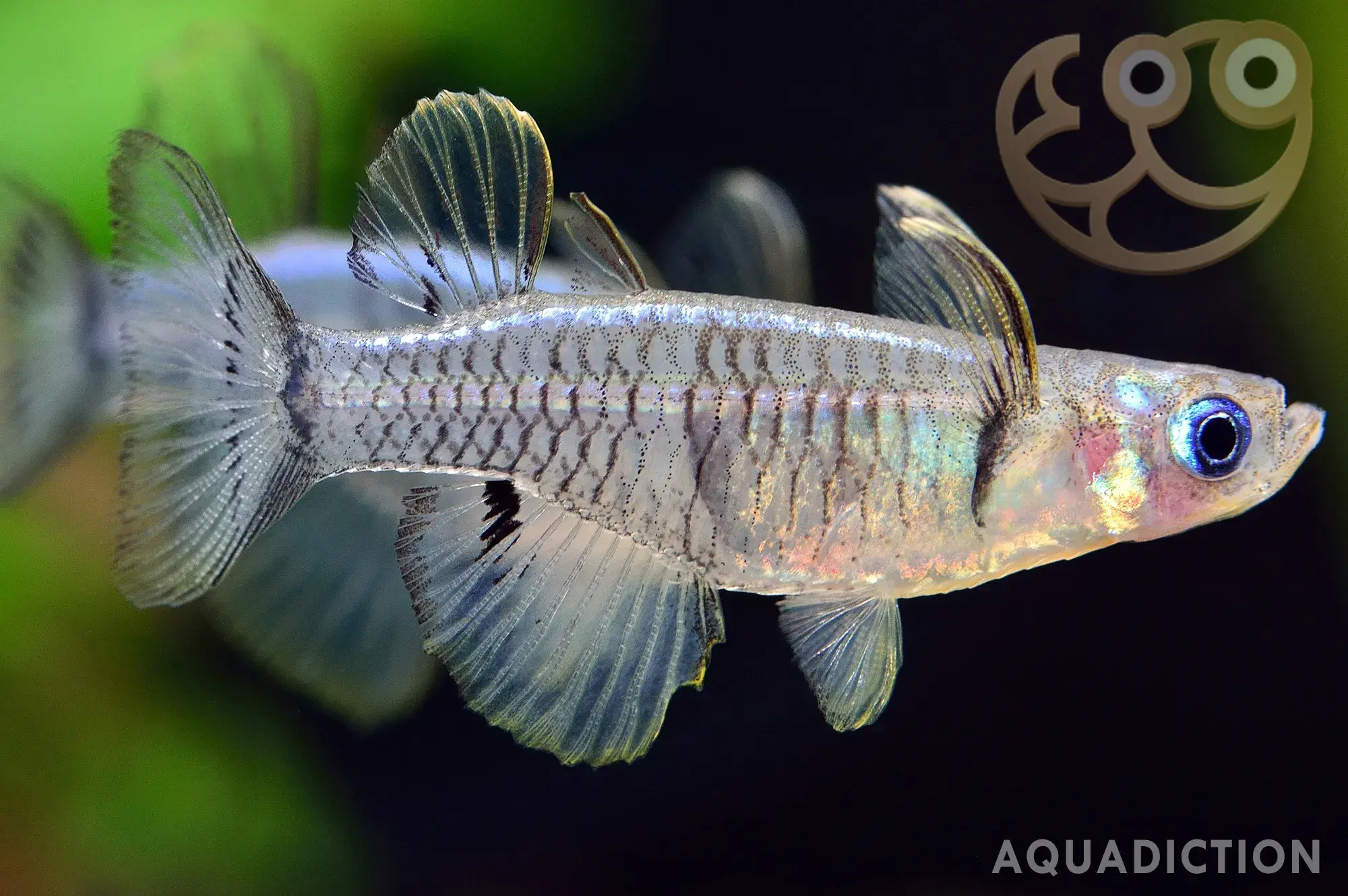 沼泽燕子鱼 (Swamp Blue Eye Rainbowfish) - Pseudomugil paludicola