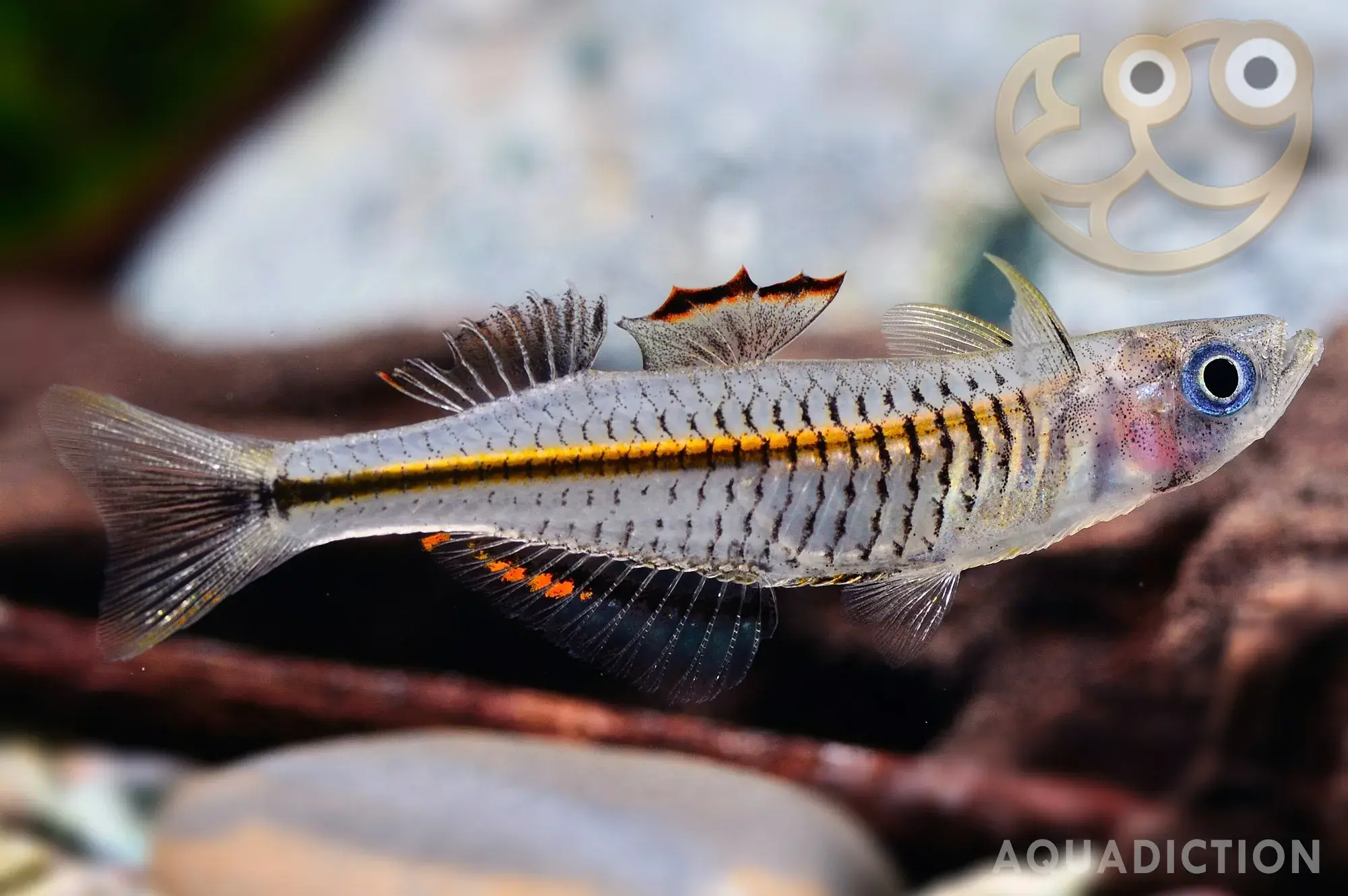 透明燕子鱼 (Transparent Blue Eye Rainbowfish) - Pseudomugil pellucidus