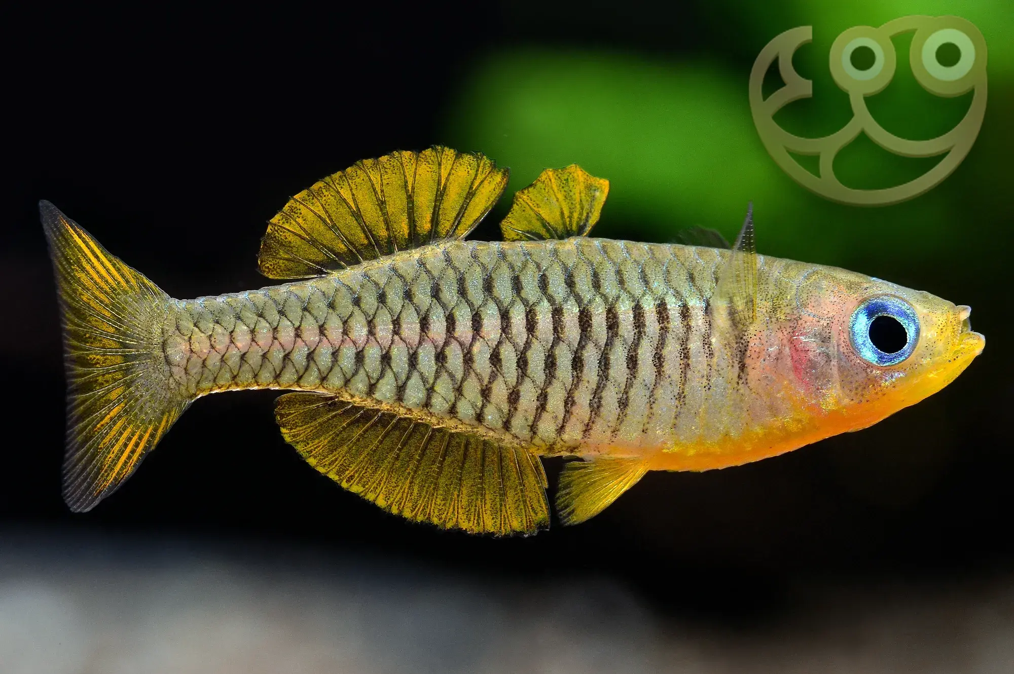 网纹燕子鱼 (Vogelkop Blue Eye Rainbowfish) - Pseudomugil reticulatus