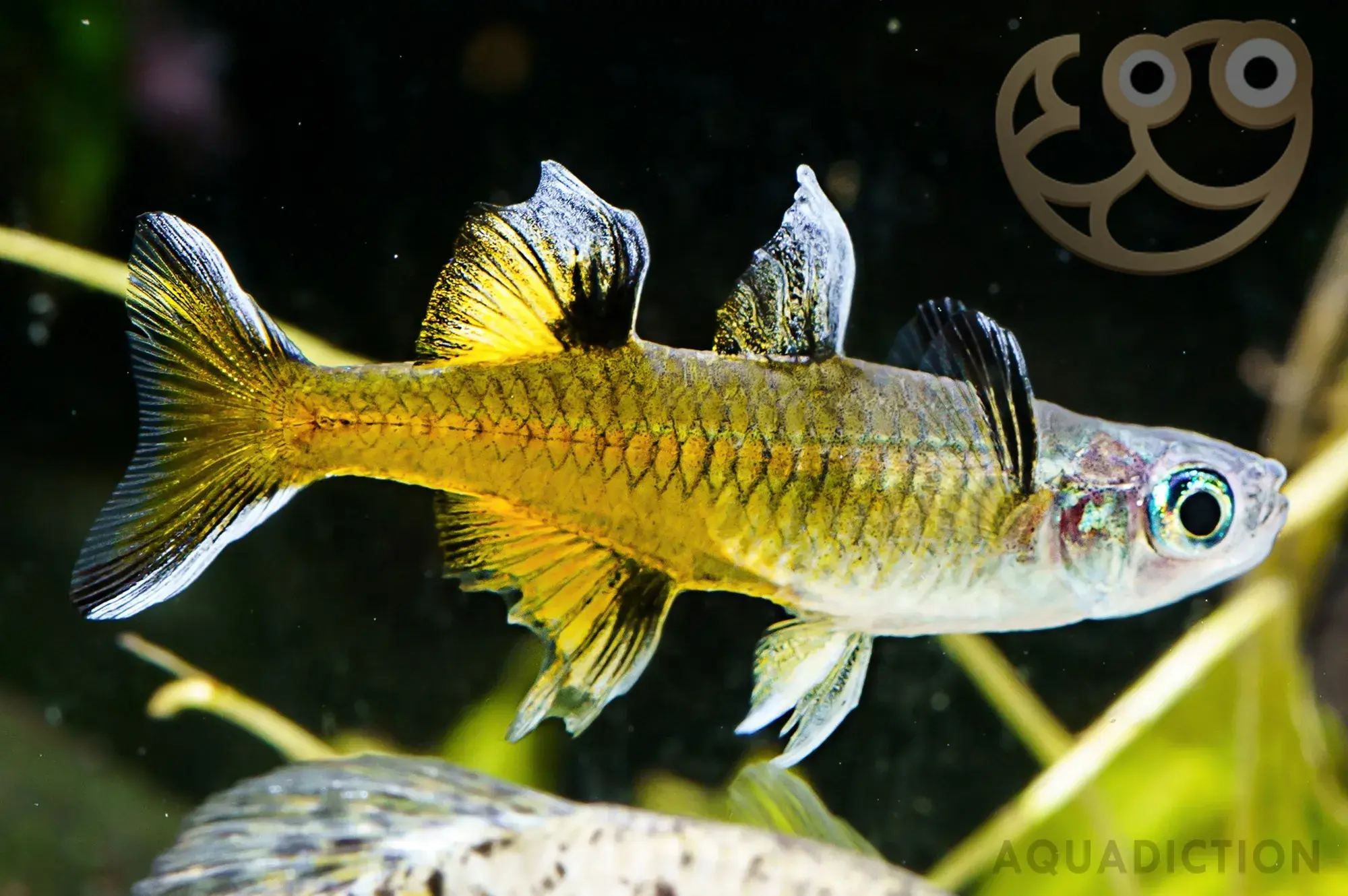 太平洋燕子鱼 (Pacific Blue Eye Rainbowfish) - Pseudomugil signifer