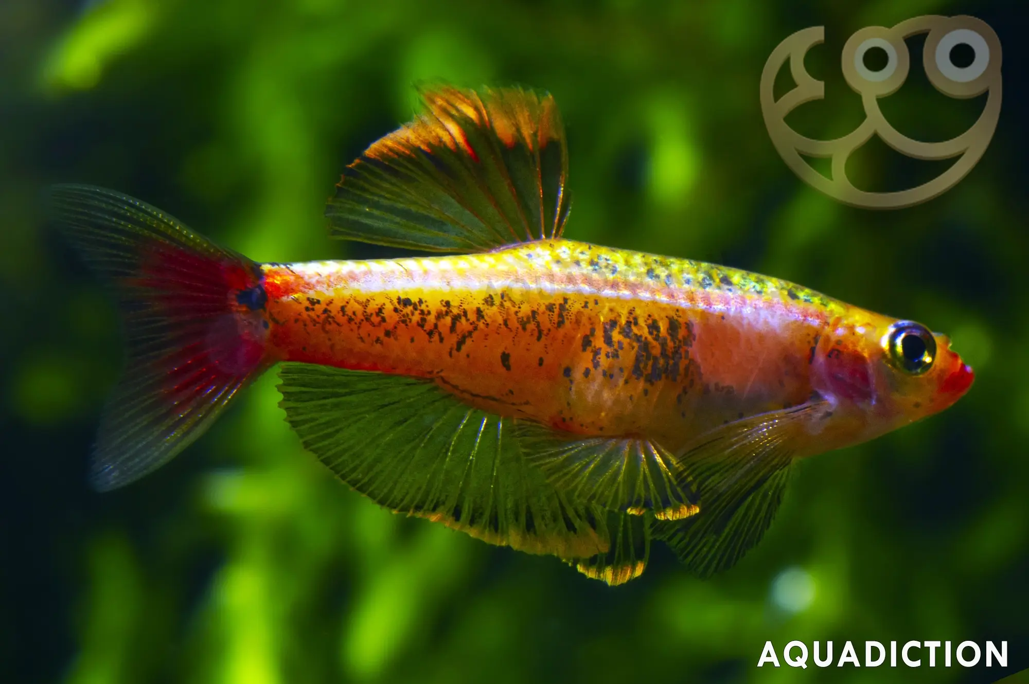 黄化白云金丝鱼 (White Cloud Mountain Minnow - Golden) - Tanichthys albonubes var. "Golden"