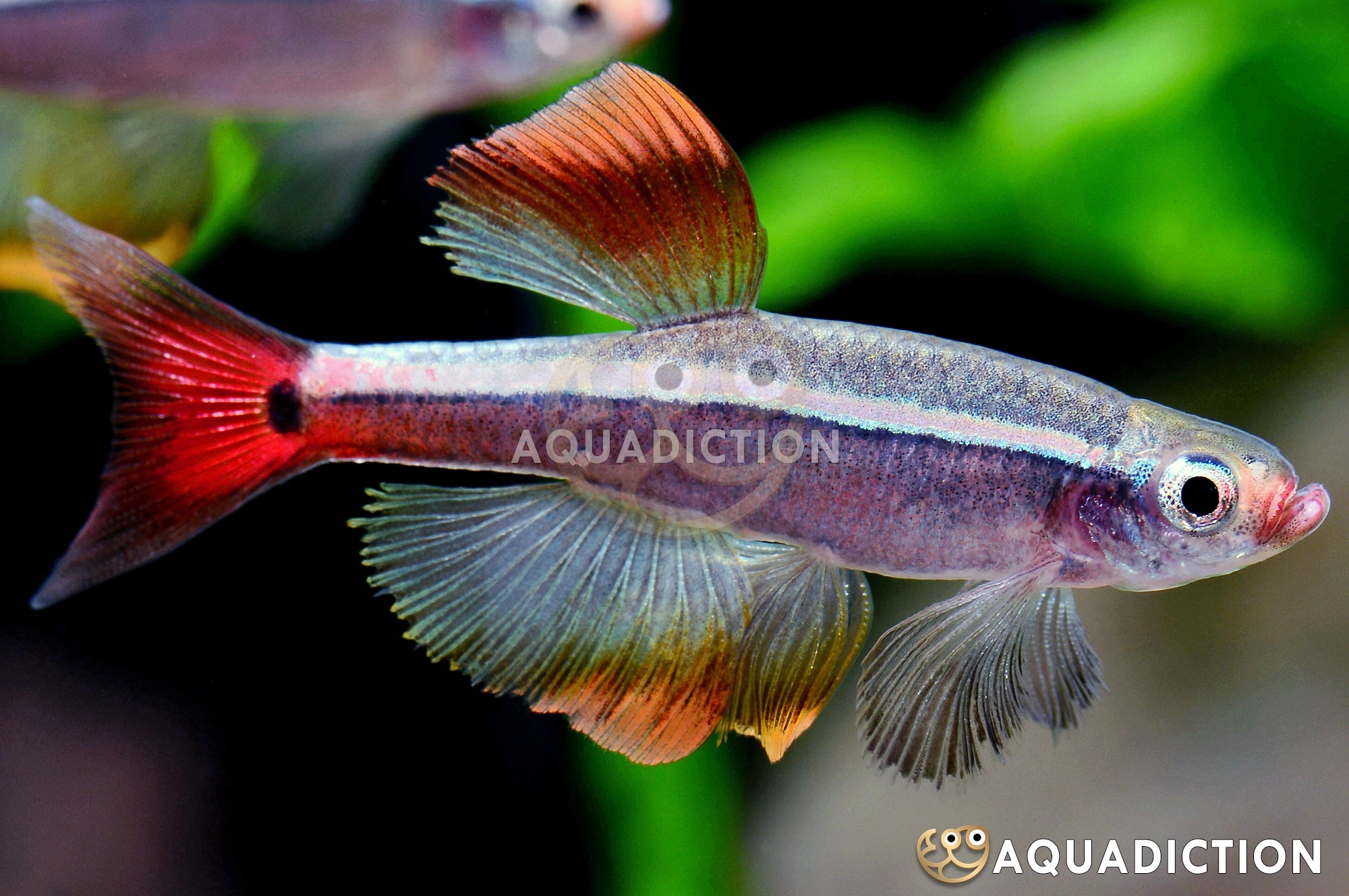 大帆白云金丝鱼 (White Cloud Mountain Minnow - Longfin) - Tanichthys albonubes var. "Longfin"