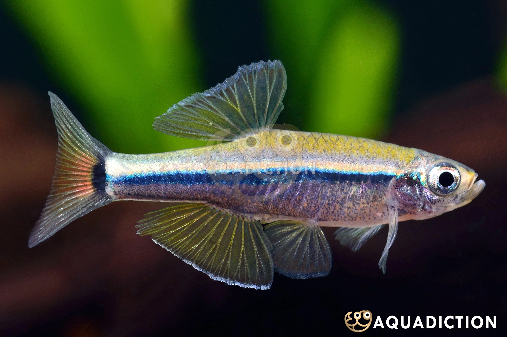 柠檬白云金丝鱼 (Lemon White Cloud Mountain Minnow) - Tanichthys kuehnei