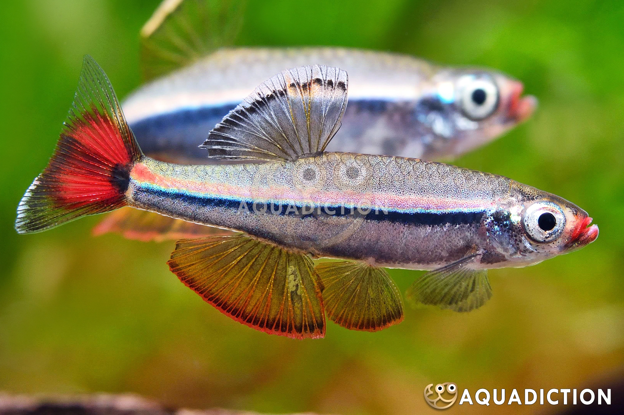 七彩白云金丝鱼 (Vietnamese Cardinal Minnow) - Tanichthys micagemmae