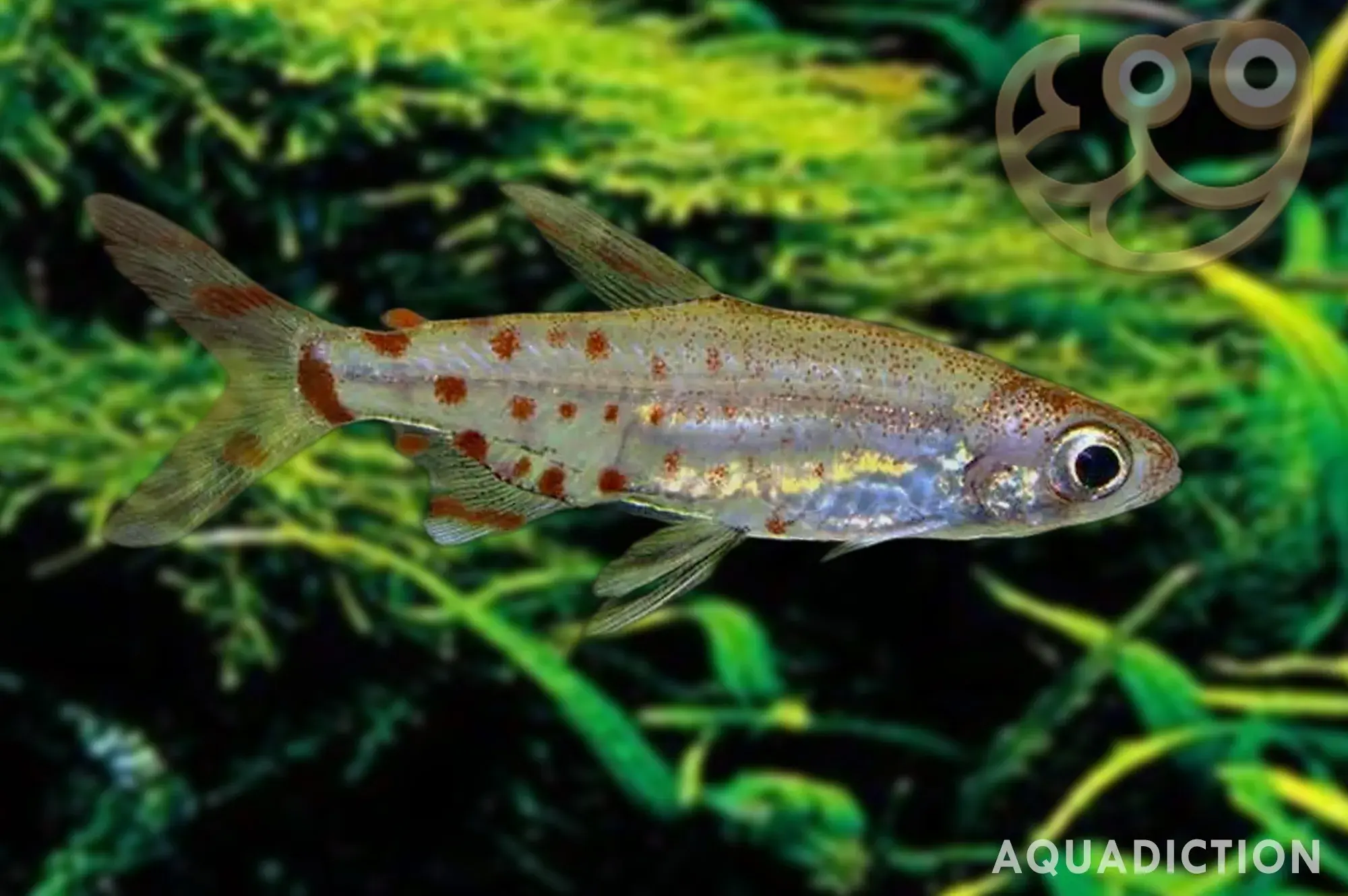 安东尼灯鱼 (Adonis Tetra) - Lepidarchus adonis