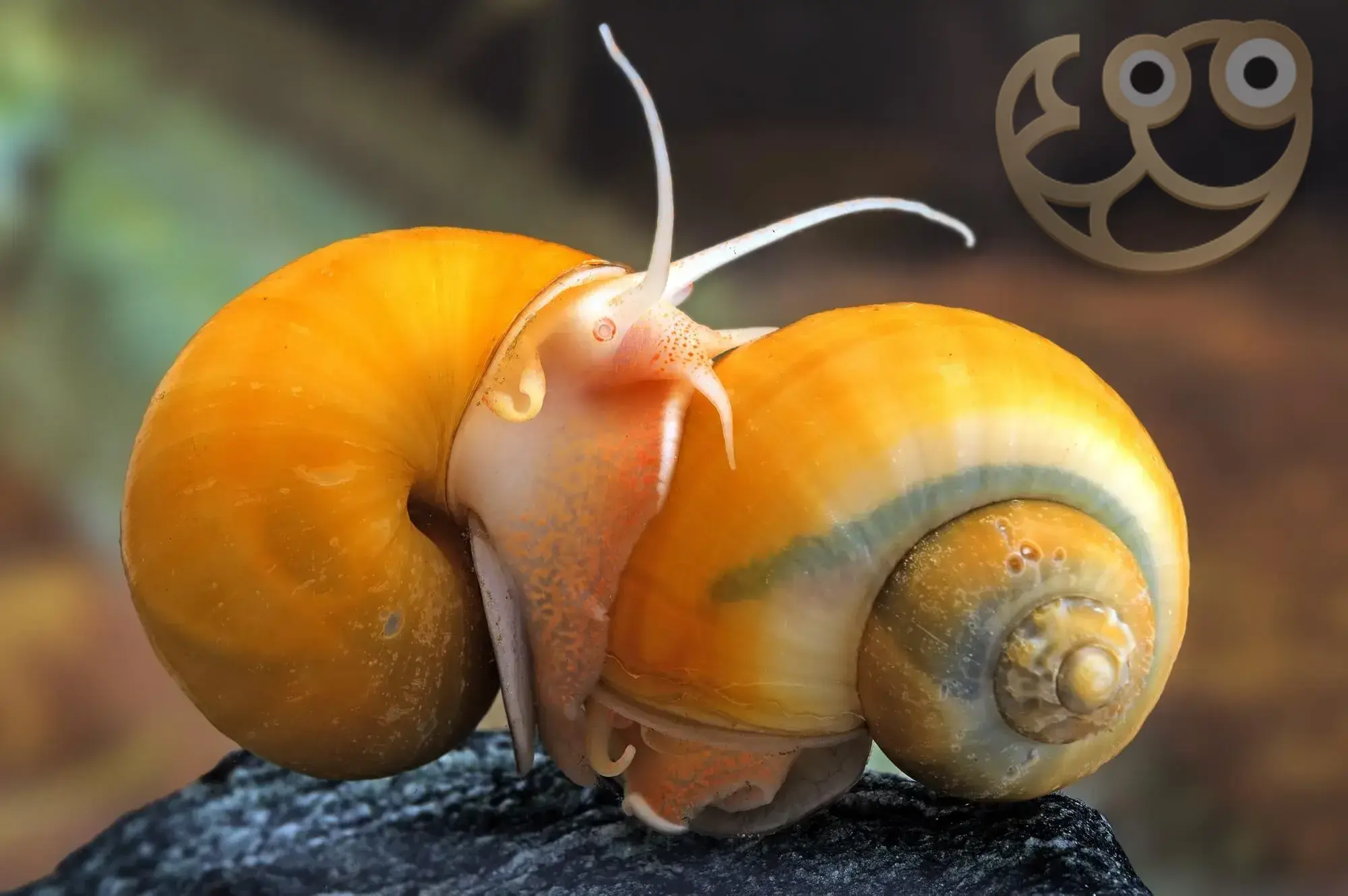 神秘螺 (Apple Snail) - Pomacea canaliculata