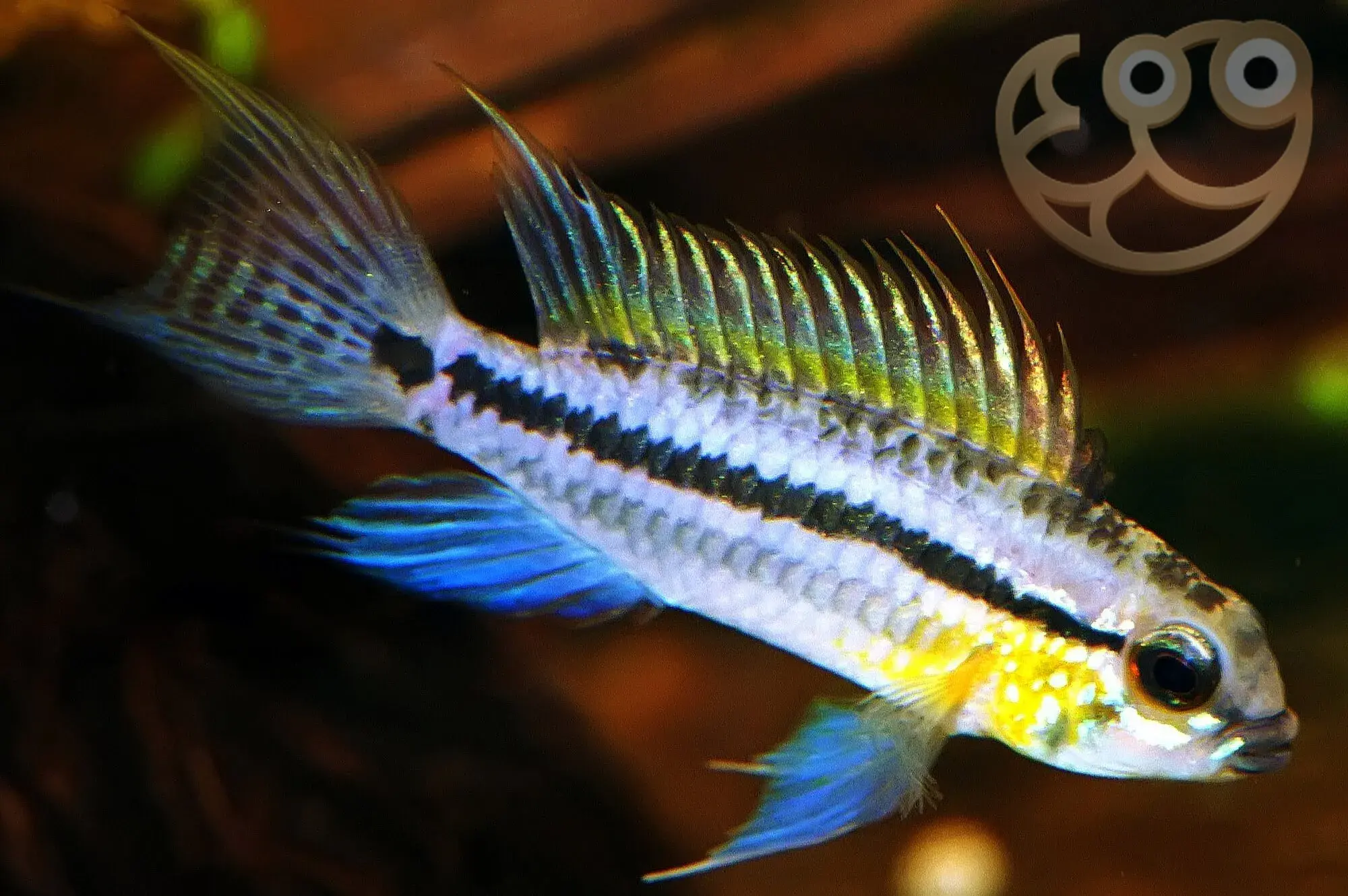 酋长短鲷 (Banded Apistogramma) - Apistogramma bitaeniata