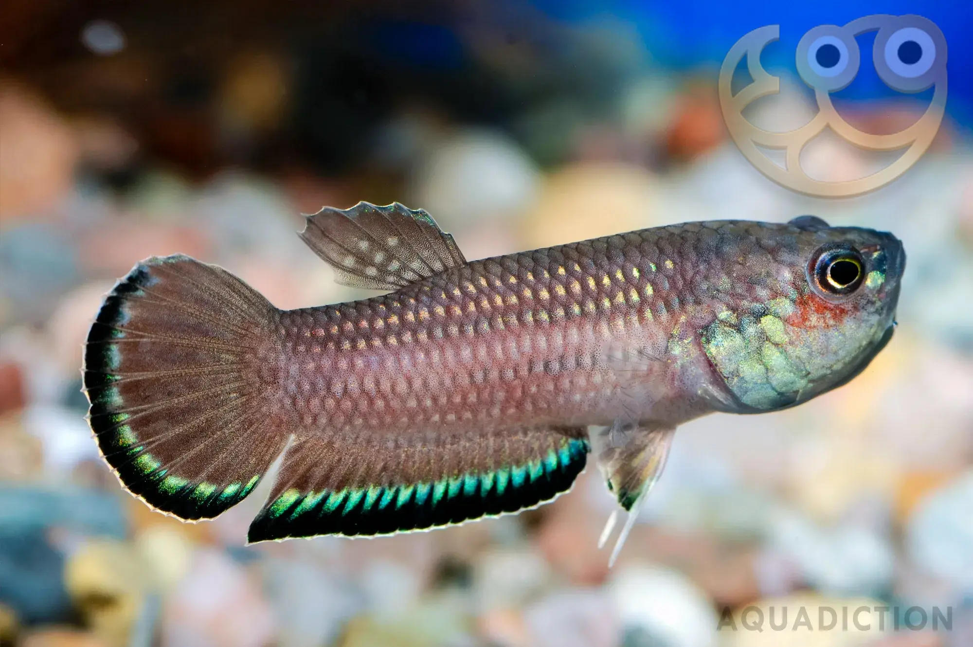 红裙斗鱼 (Red Skirt Betta) - Betta falx