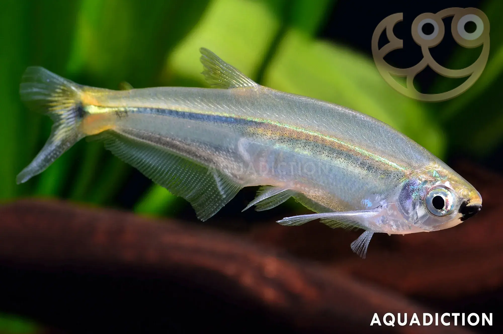黑口慈脂鲤 (Black Chin Tetra) - Piabucus melanostoma
