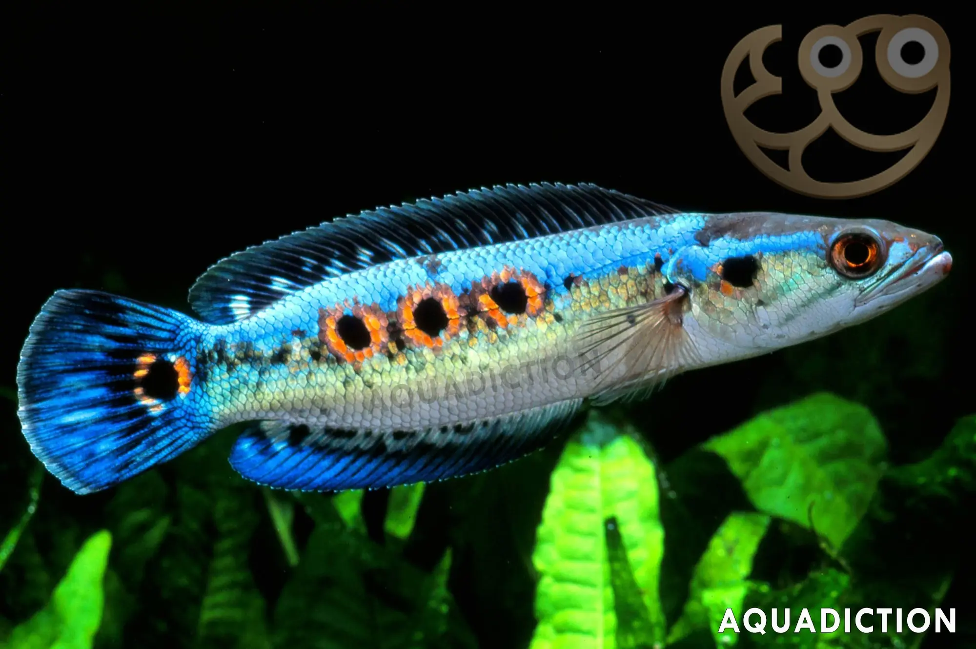 七彩海象雷龙鱼 (Ocellated Snakehead) - Channa pleurophthalma