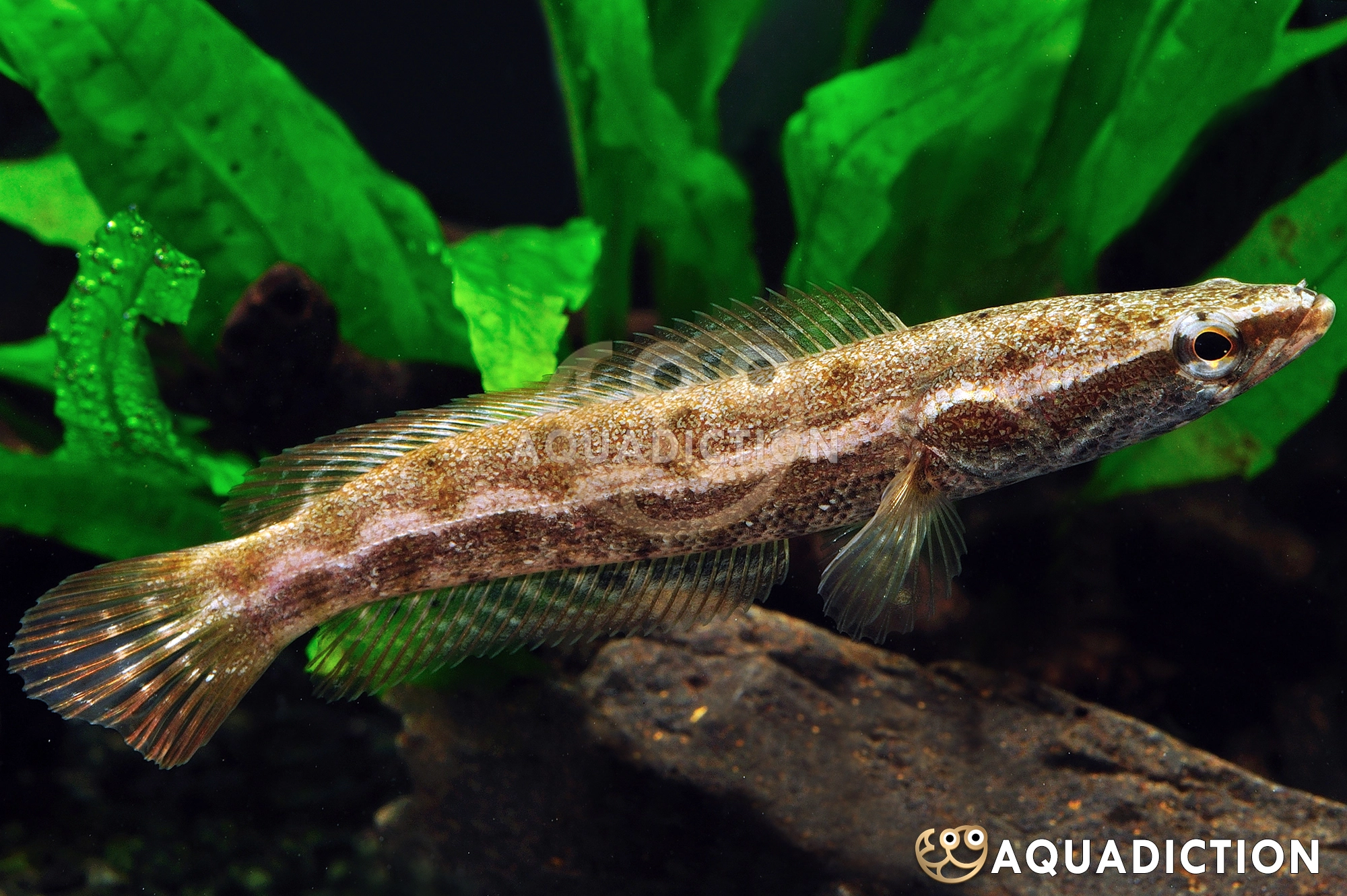 森林雷龙鱼 (Forest Snakehead) - Channa lucius