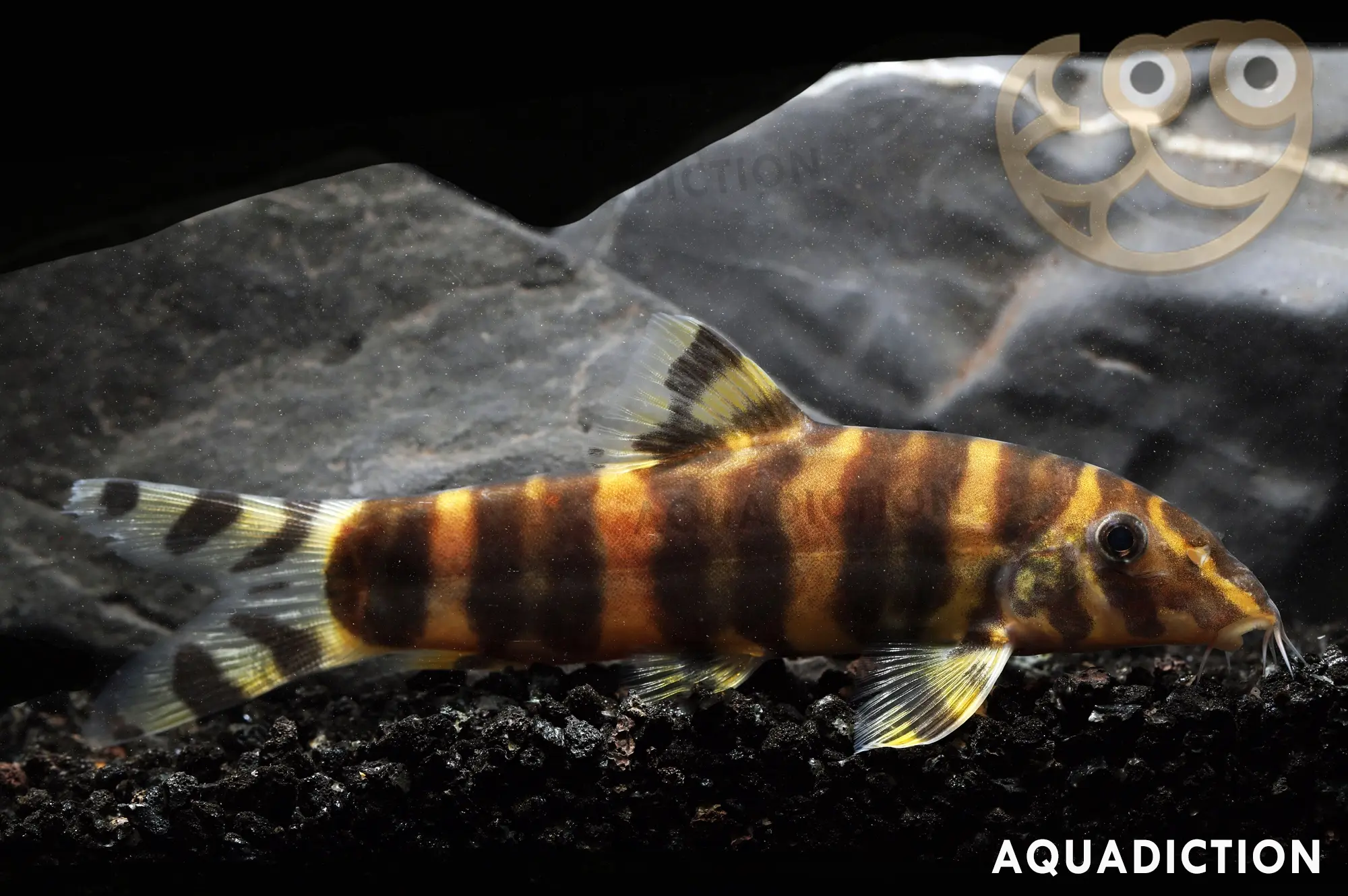 帝王鳅 (Emperor Loach) - Botia udomritthiruji