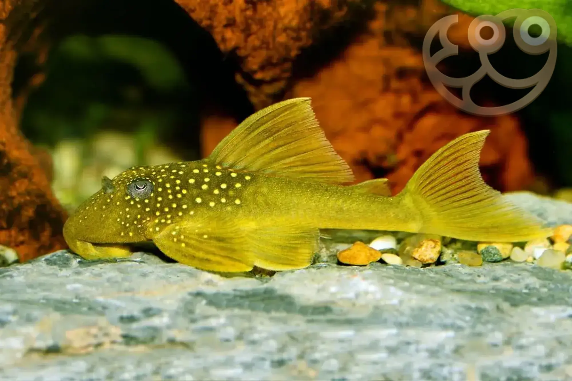 金钻异型鱼/L200 (Green Phantom Plecostomus) - Hemiancistrus Subviridis