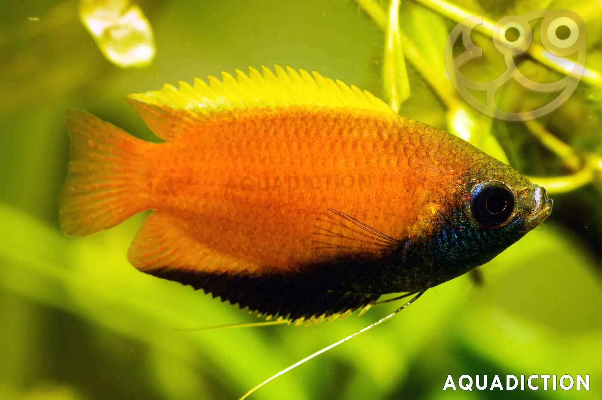 蜜糖丽丽鱼 (Honey Gourami) - Trichogaster chuna