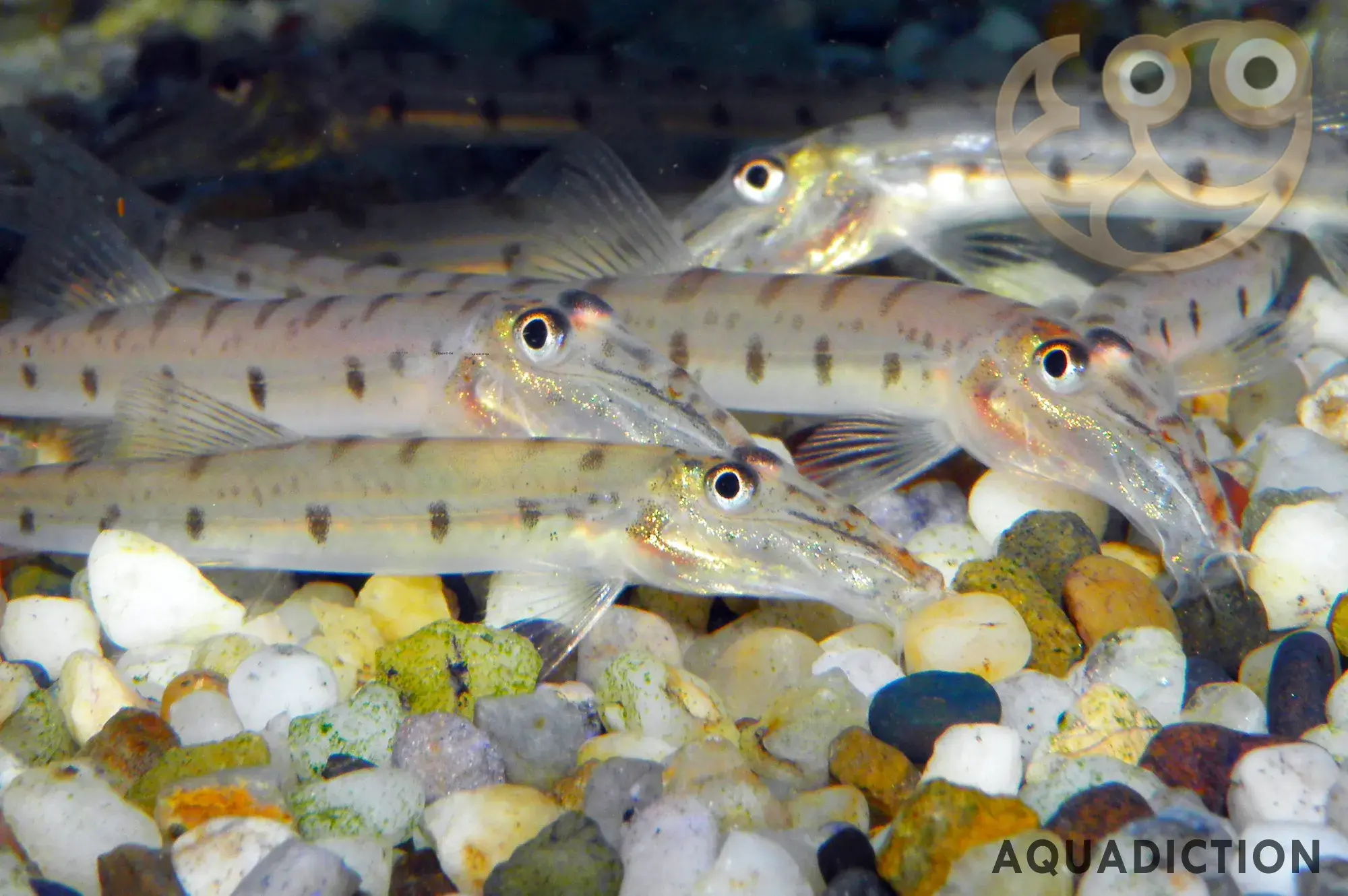 马面鳅 (Horseface Loach) - Acantopsis dialuzona