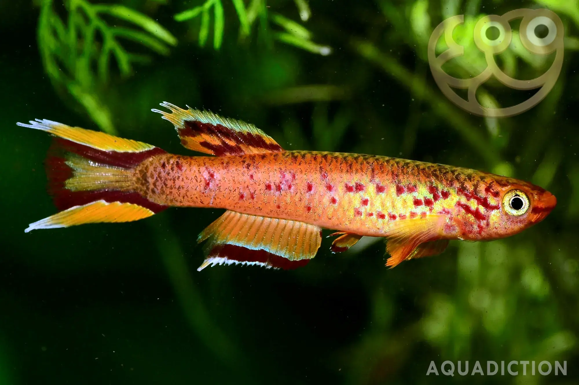 黄金火焰鳉 (Lyretail Killifish) - Aphyosemion australe