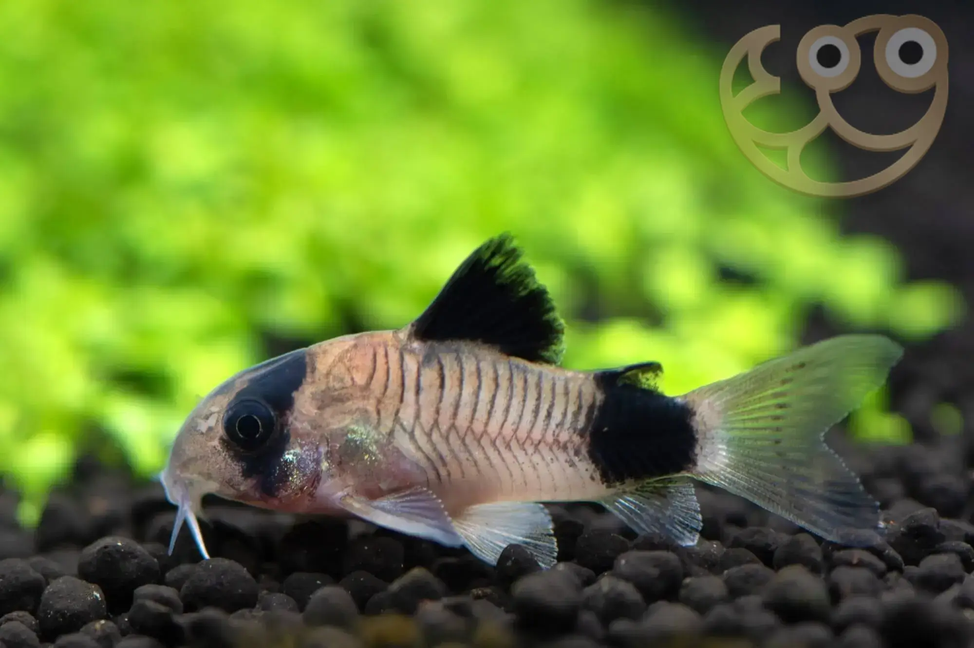 熊猫鼠鱼 (Panda Corydoras) - Corydoras Panda