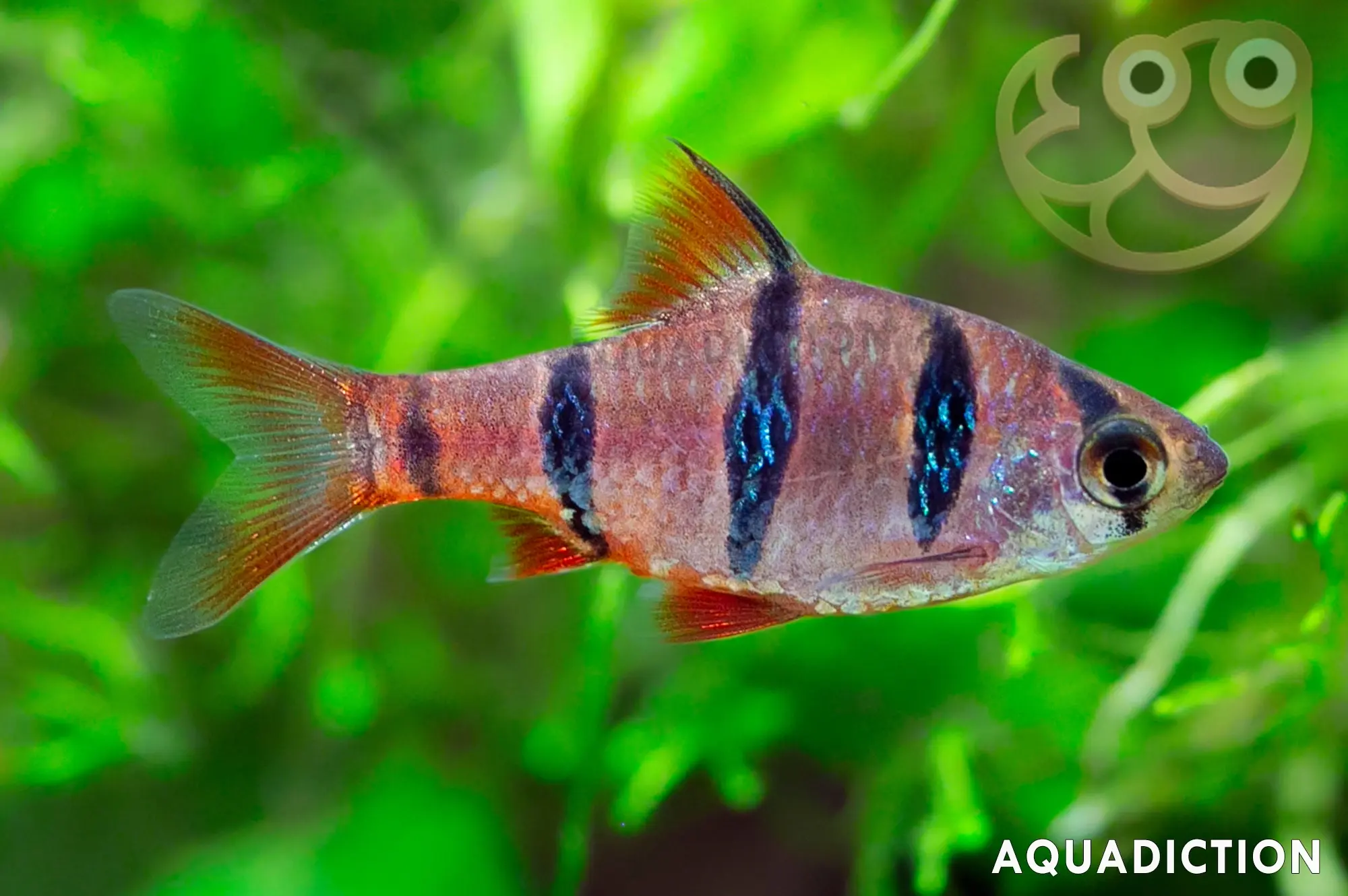 五带鲃 - Desmopuntius pentazona