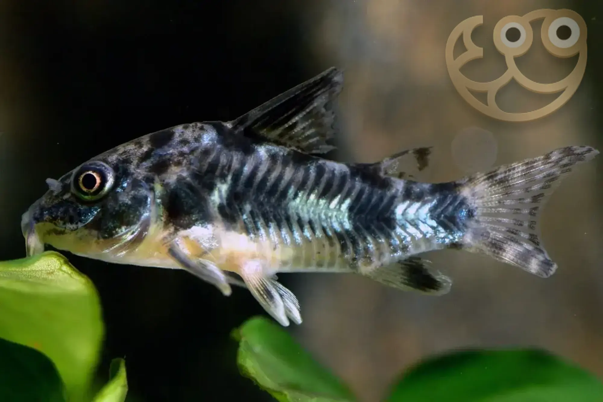 花椒鼠鱼 (Peppered Corydoras) - Corydoras Paleatus