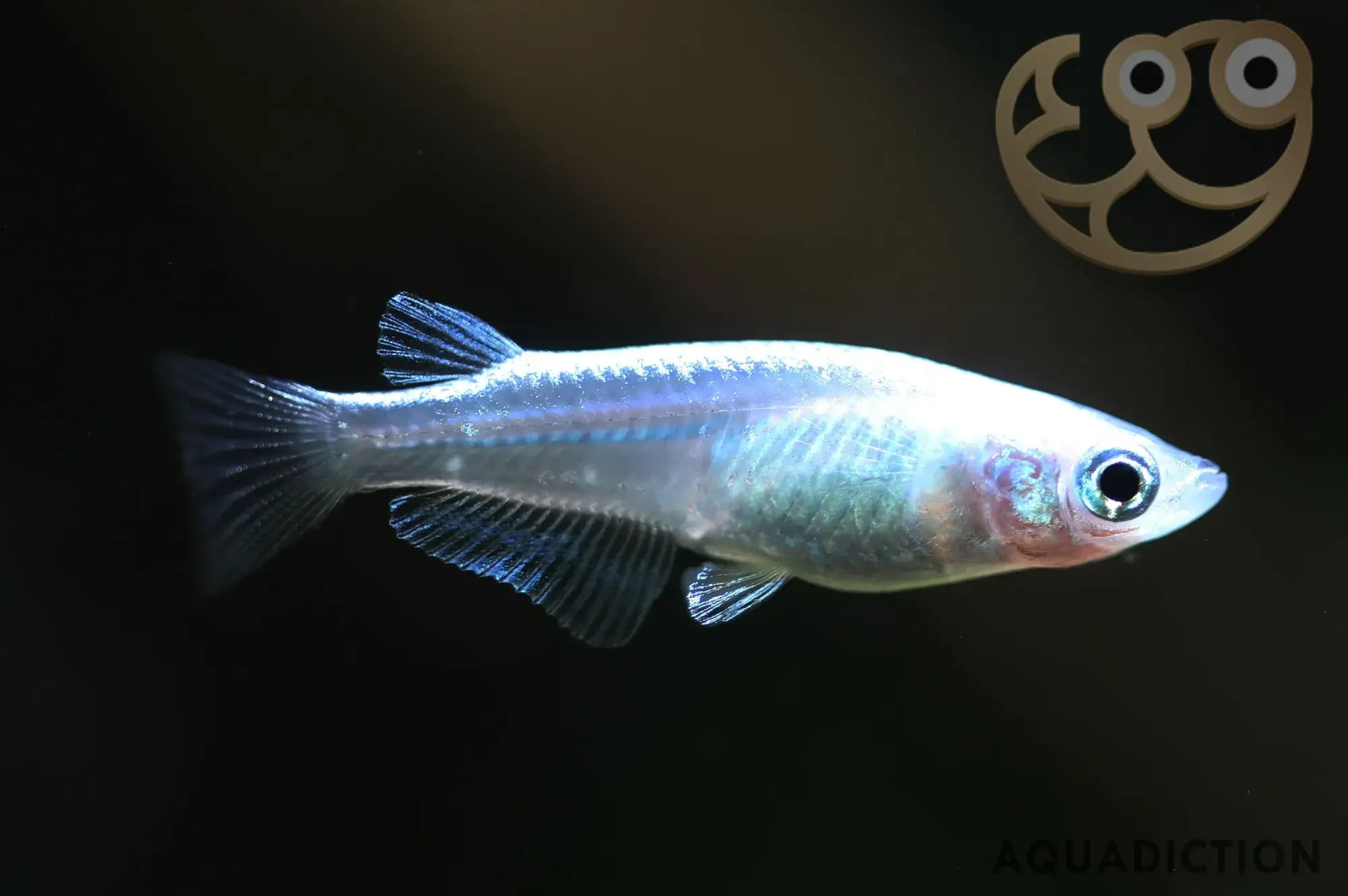 白金青鳉 (Platinum Medaka Ricefish) - Oryzias latipes var Platinum