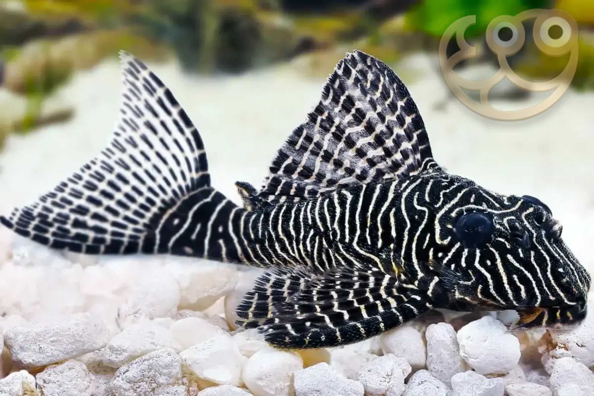 皇后迷宫异型鱼/L260 (Queen Arabesque Plecostomus L260) - Hypancistrus sp "Queen Arabesque"