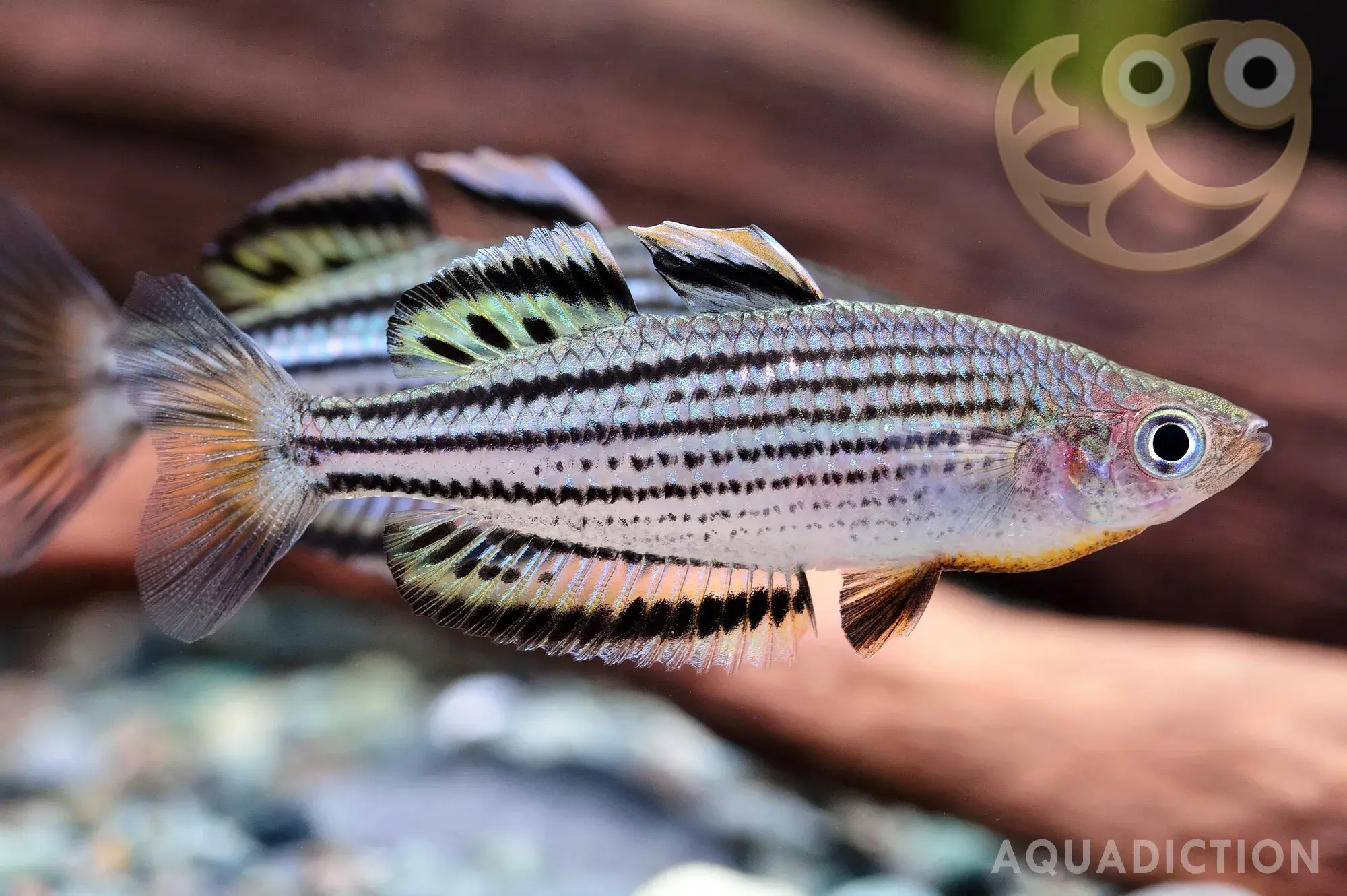 莎湖美人鱼 (Sahul Rainbowfish) - Melanotaenia sahulensis