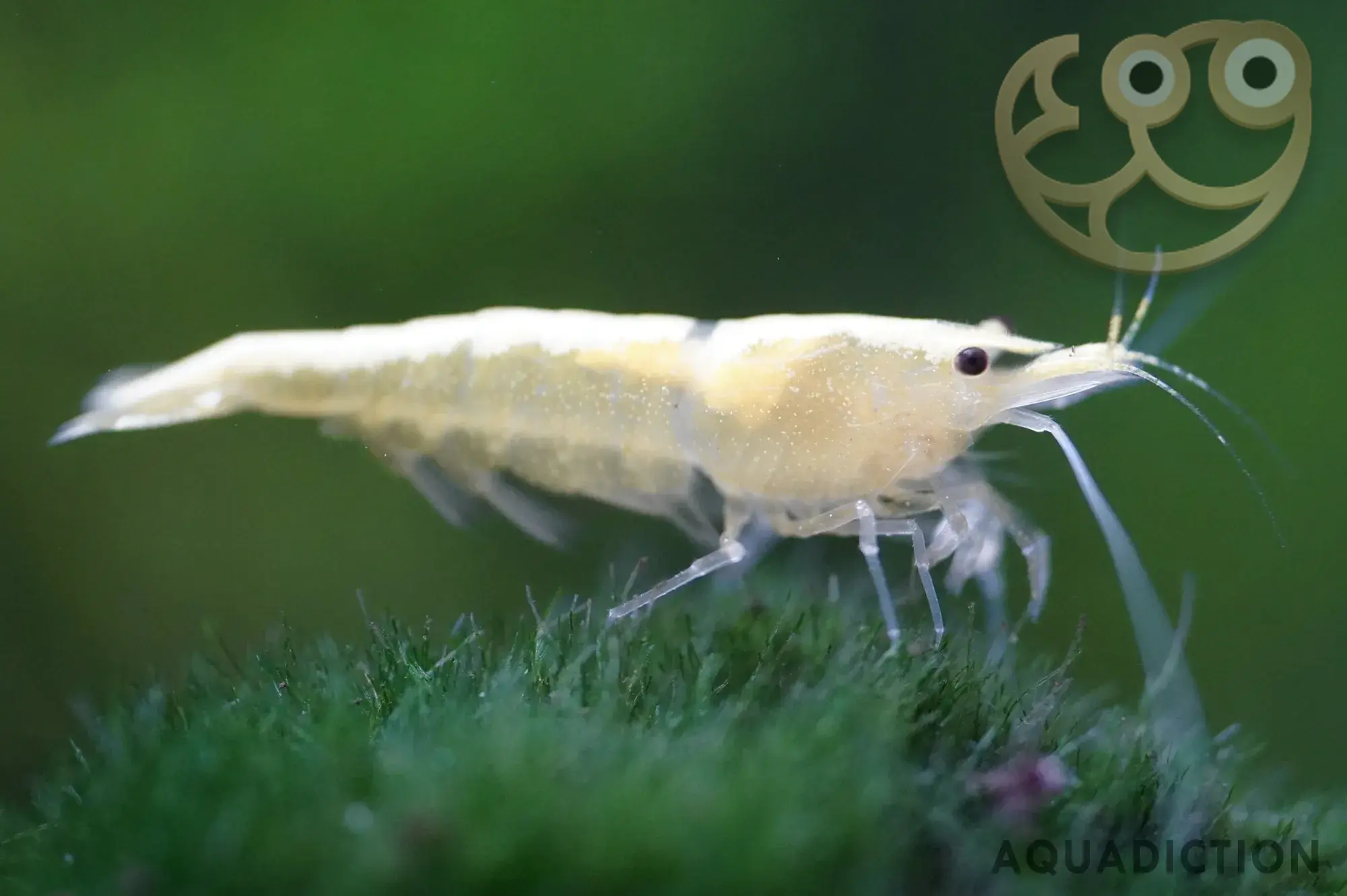 雪球虾 (Snowball Shrimp) - Neocaridina zhangjiajiensis