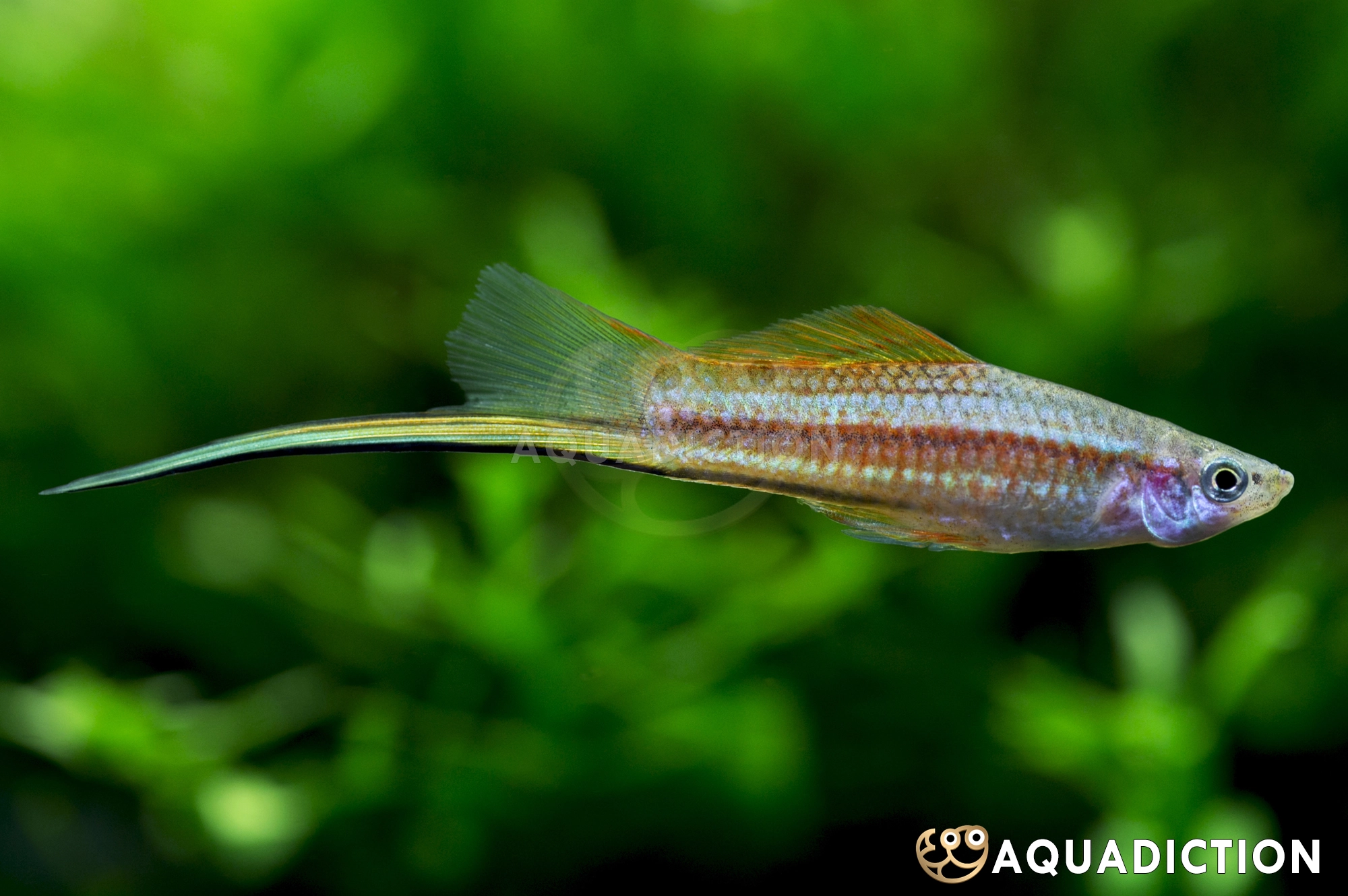 剑尾鱼 (Swordtail) - Xiphophorus helleri