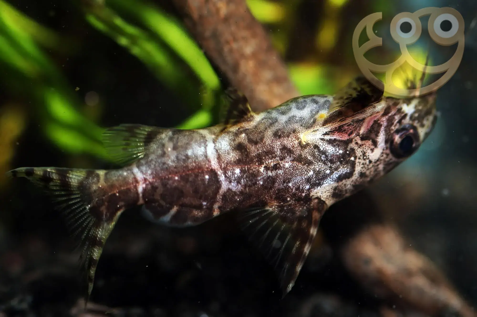 反游猫 (Upside Down Catfish) - Synodontis nigriventris