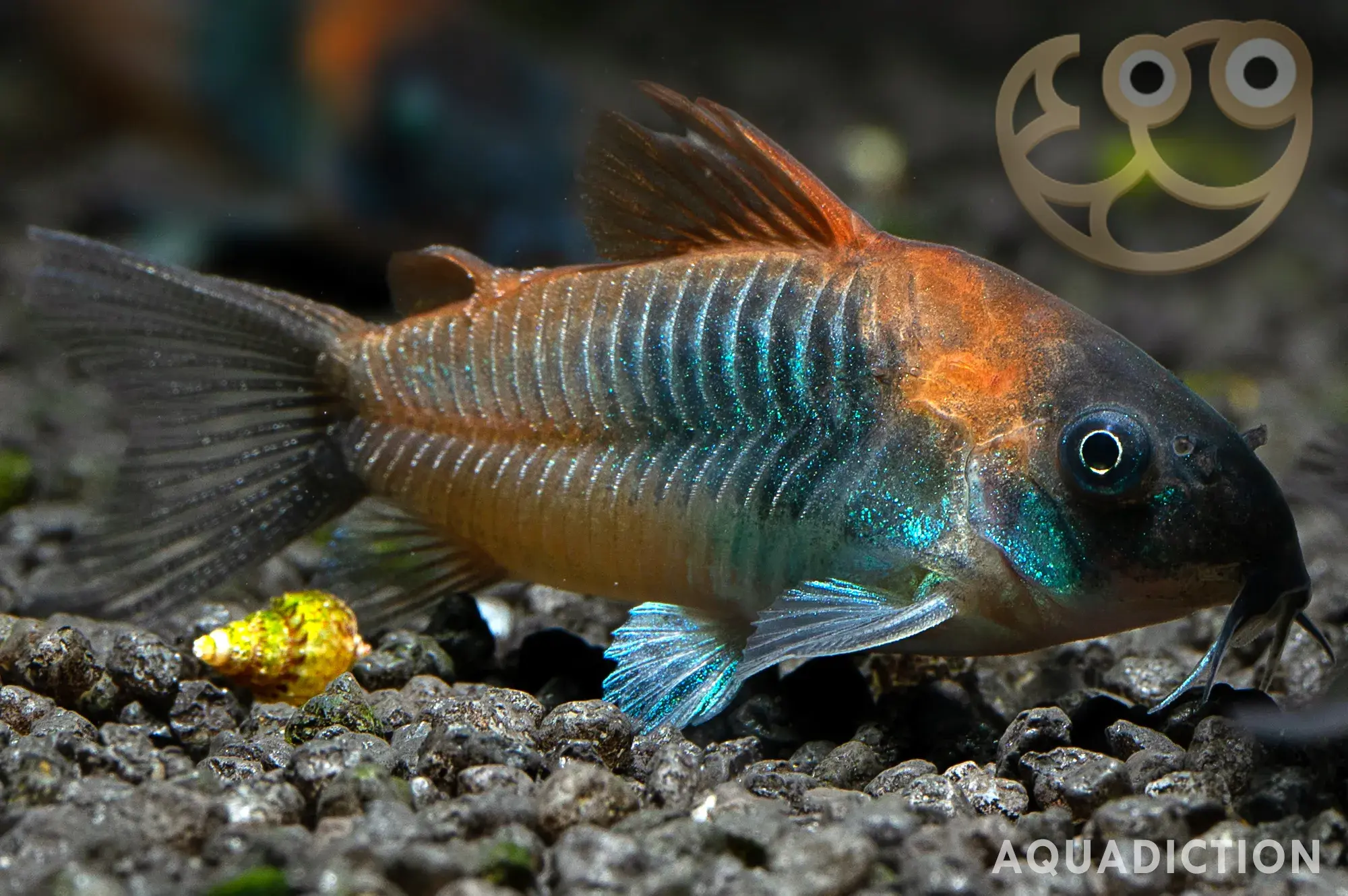 委内瑞拉青鼠鱼 (Venezuelan Orange Corydoras) - Corydoras venezuelanus