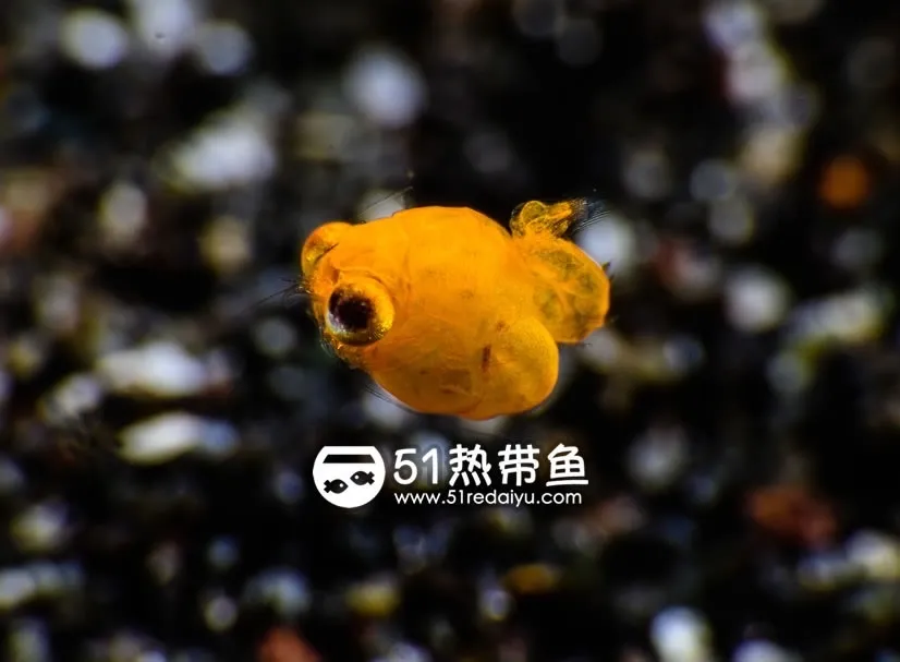 「命名」豆糠虾（Idiomysis） | 51热带鱼